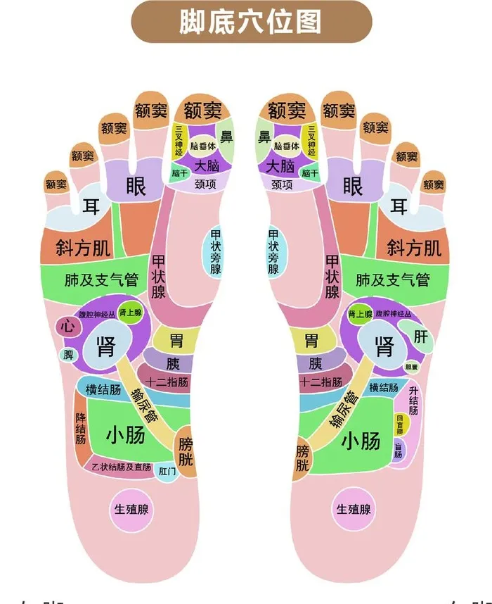 脚底穴位图图片ai矢量模版下载