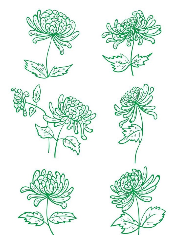 手绘菊花线条图片