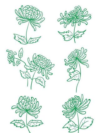 手绘菊花线条图片