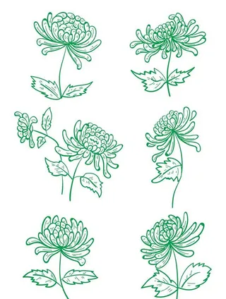 手绘菊花线条图片