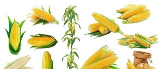 玉米图片