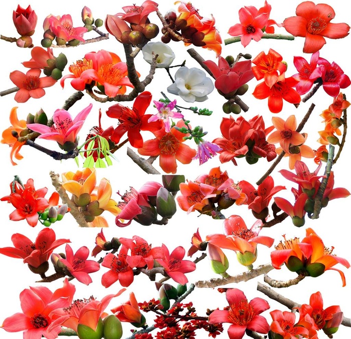 木棉花素材图片