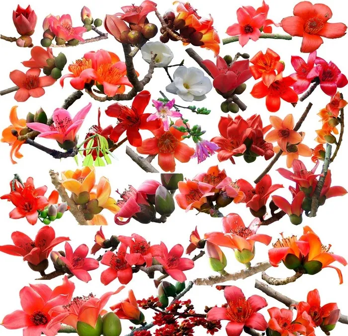 木棉花素材图片(9450x9450)psd模版下载