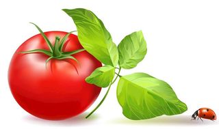 西红柿矢量素材图片