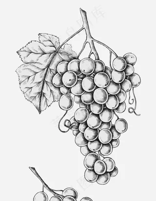 插画葡萄串图片