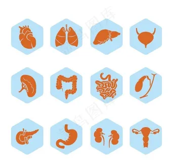 人体器官,人体解剖,心脏,大脑,肝,脾,