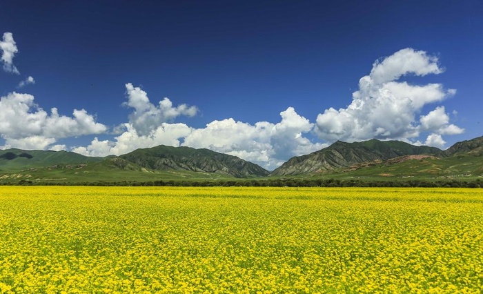 甘南油菜花图片