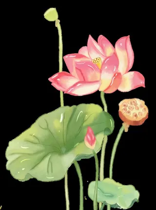 莲花图片