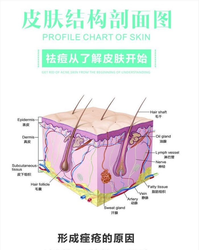 皮肤结构剖面图图片cdr矢量模版下载