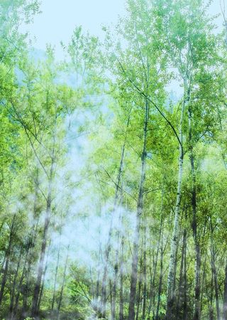 树木树林森林蓝天图片