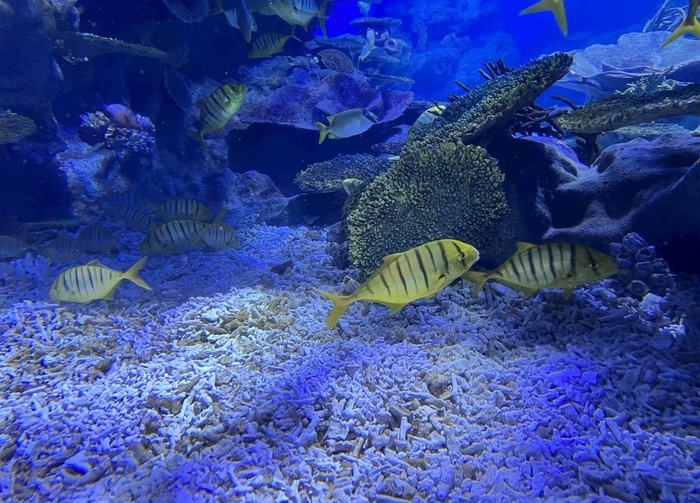 海洋鱼类图片