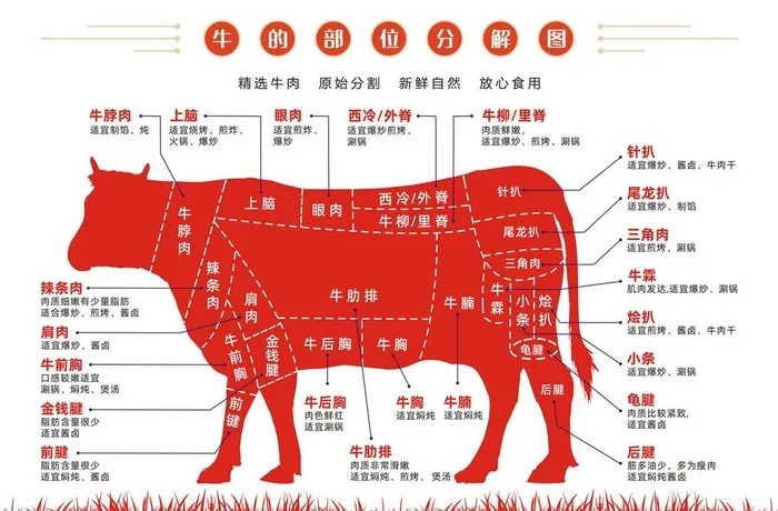 牛的部位分解图图片cdr矢量模版下载