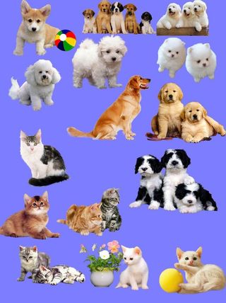 ps背景素材 猫狗图片