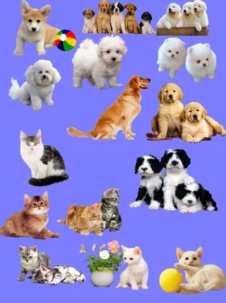 ps背景素材 猫狗图片