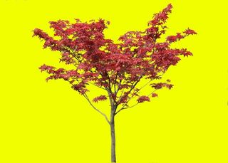 红枫高清素材（抠图）图片