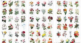 手绘鲜花花卉植株大全图片