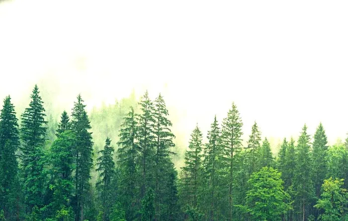 森林风光图片