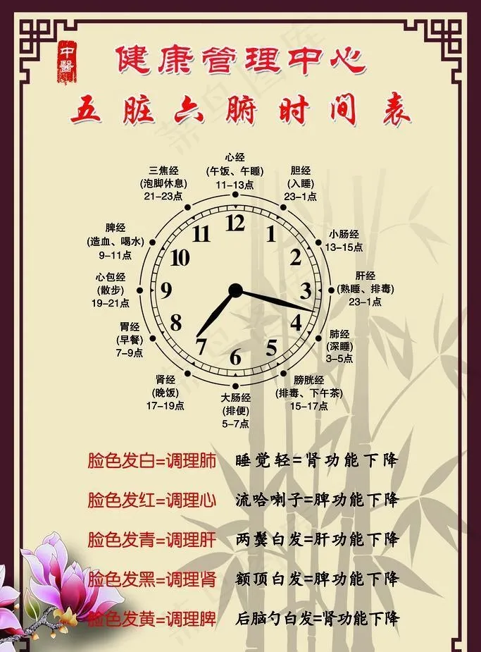 五脏六腑时间表图片(3543x5315)psd模版下载