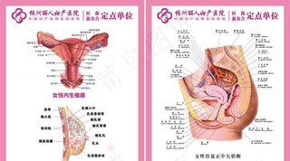 妇科解剖图图片