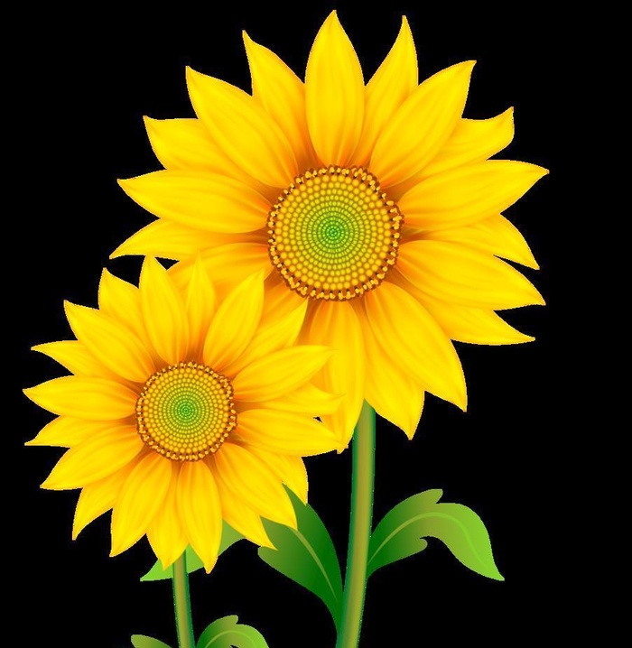 向日葵花朵PNG免扣鲜花素材图片