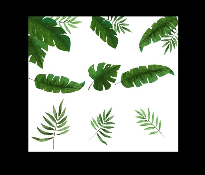 植物背景图片