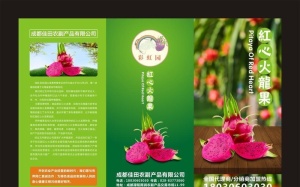 火龙果三折页图片