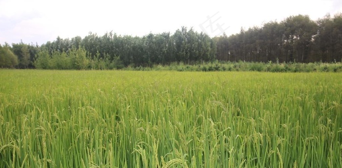 稻田  稻子图片