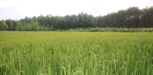 稻田  稻子图片