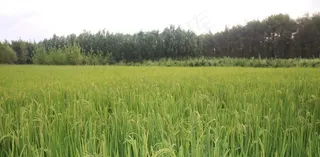 稻田  稻子图片