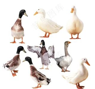 鸭子免扣素材图片