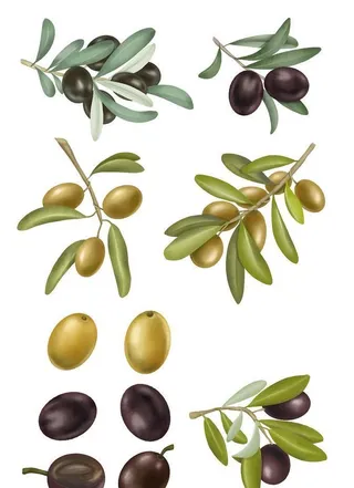 橄榄矢量卡通元素图片