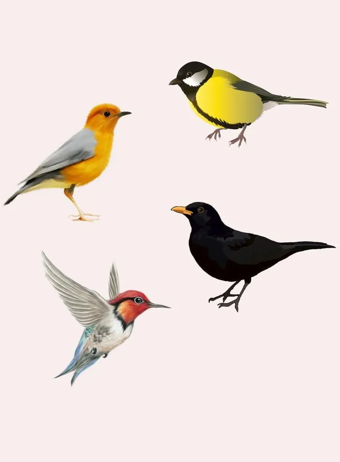 鸟图片(2950x4130)psd模版下载