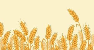 小麦矢量图图片