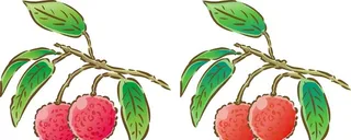 荔枝插画图片