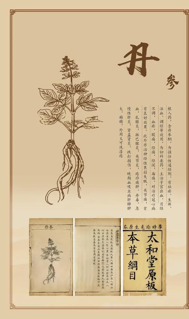 丹参图片ai矢量模版下载