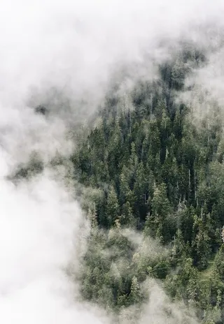 烟雾缭绕的森林图片