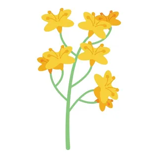 卡通油菜花图片