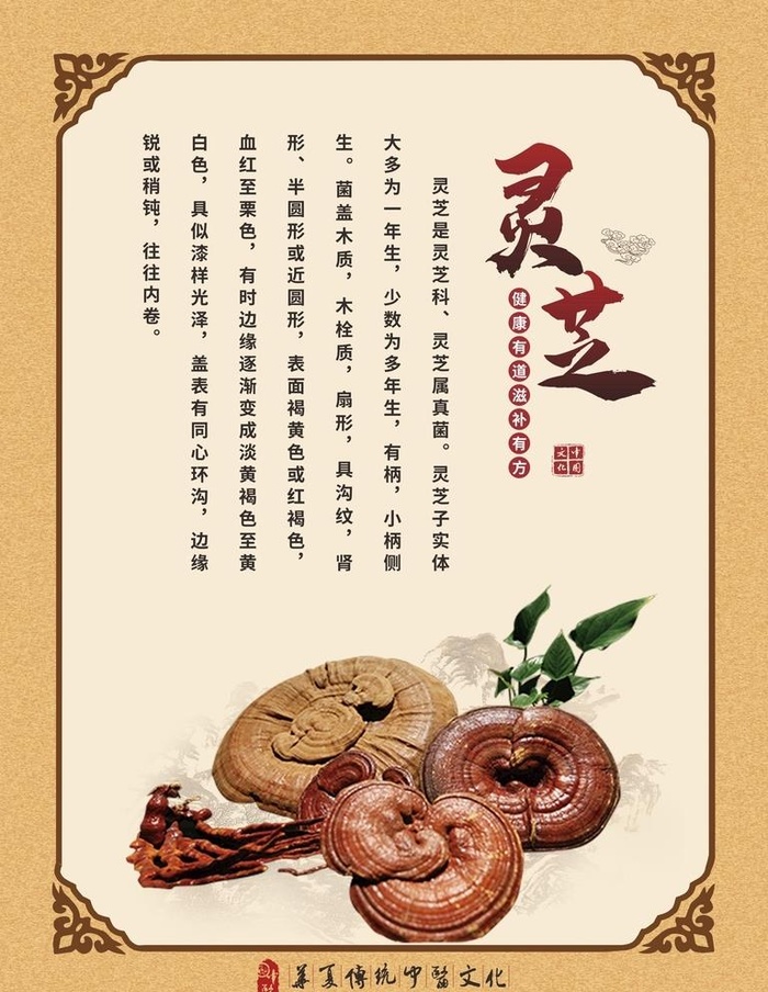 灵芝图片cdr矢量模版下载