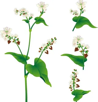 苦荞花插画图片