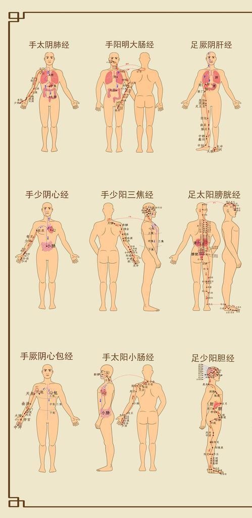 十二经络图片