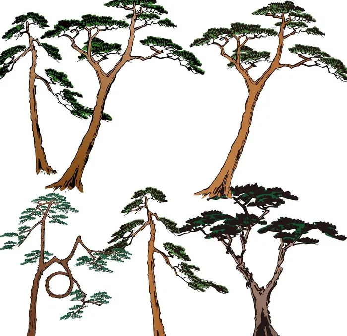 松树图片(4000x4000)psd模版下载