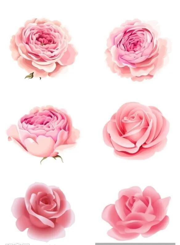 玫瑰花图片(4724x6683)psd模版下载