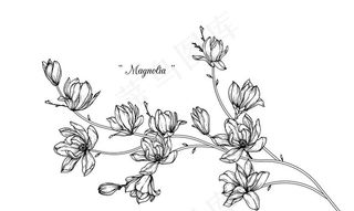 玉兰花线稿图片