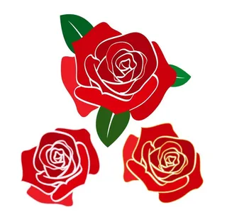 玫瑰花图片