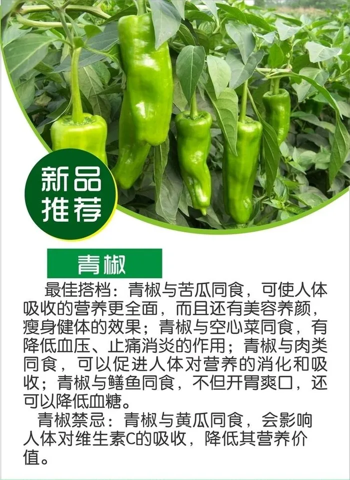 青椒简介图片cdr矢量模版下载