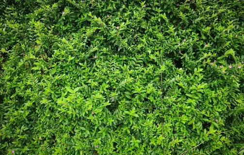草皮图片