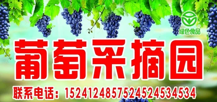 葡萄采摘园图片