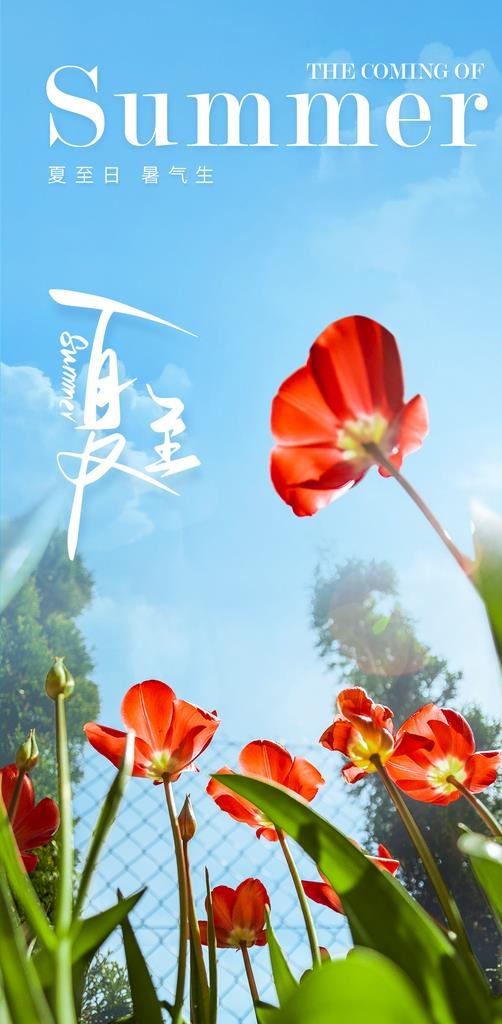 夏至图片(1080x2071)psd模版下载