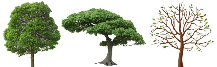 树png免扣高清素材图片