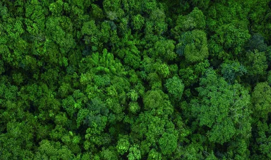 翠绿茂密的树林俯拍景色图片 翠绿茂密的树林俯拍景色图片